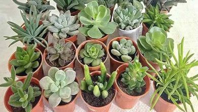 Indoor succulent plants