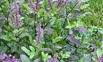 The connection to ayurveda