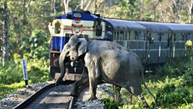 Assam elephant death
