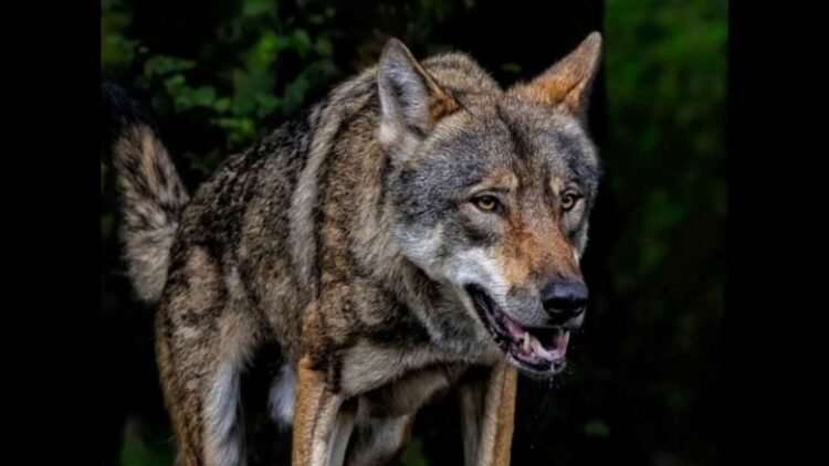 Bahraich wolf attack