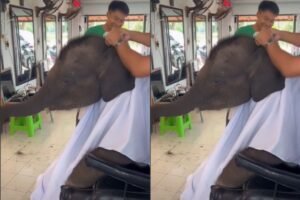 When a baby elephant walked into a salon