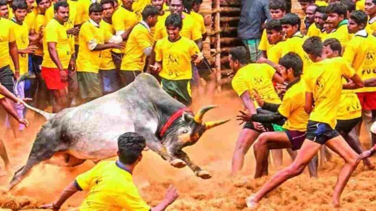 Alanganallur jallikattu 2026