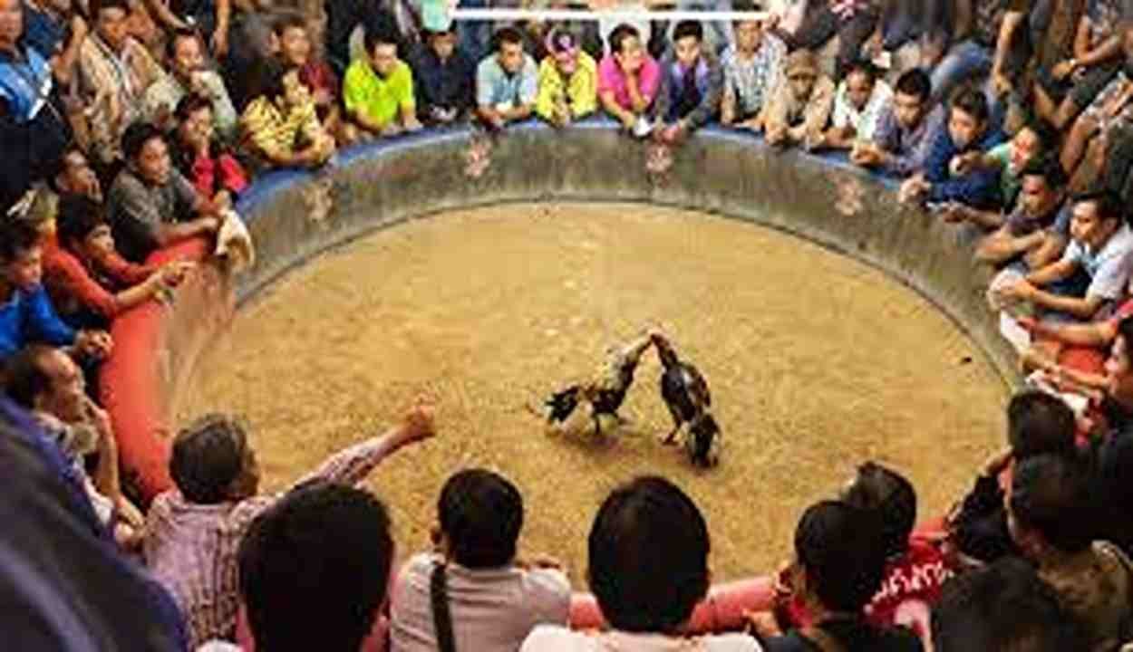 Cockfight