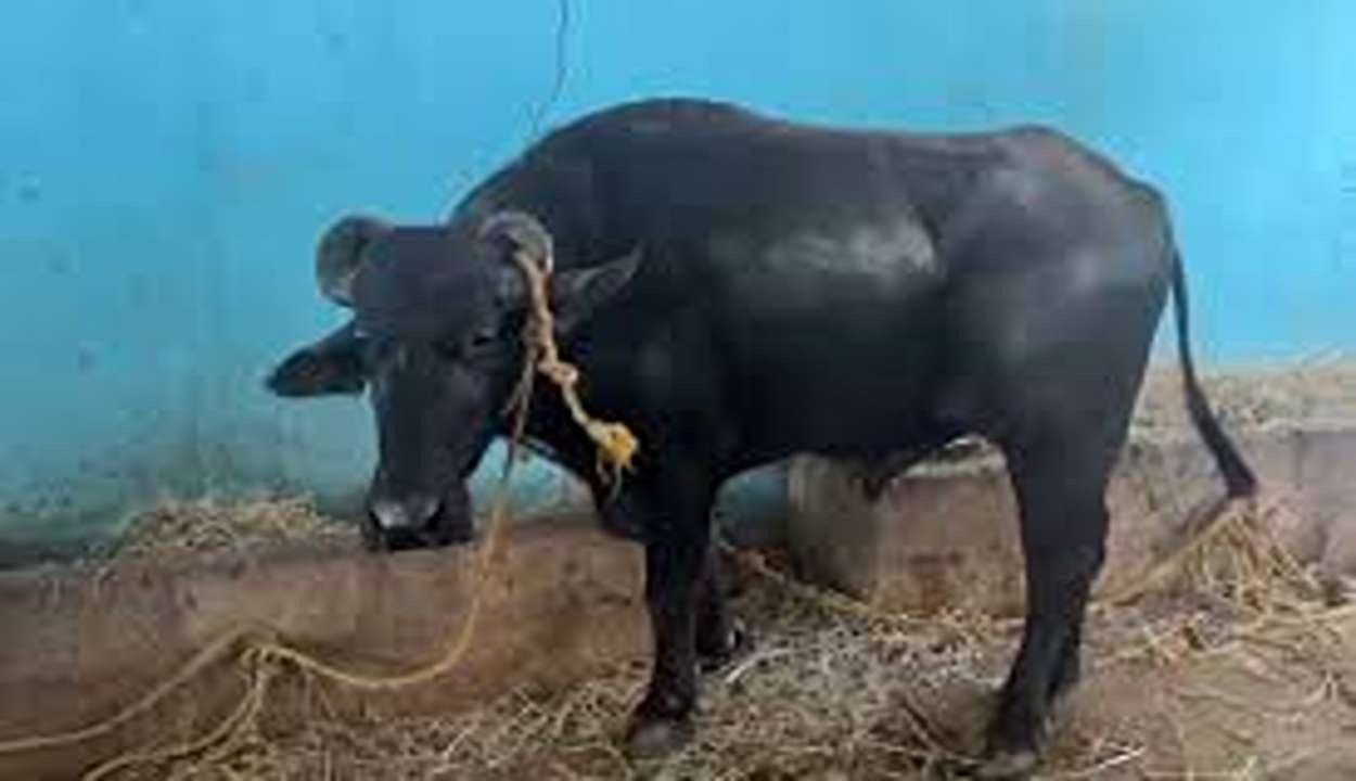 When a buffalo became the judge