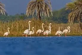 India - adds - two - new - wetlands - ramsar - list, - strengthening