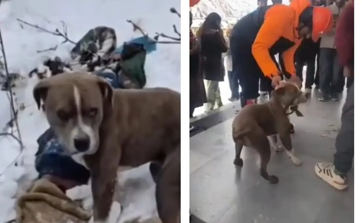 Loyal dog : rescued after guarding owner’s body in himachal snowstorm