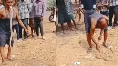 Snake - – - unusual - handling - video - odisha - sparks - widespread