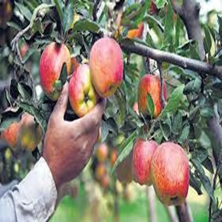 Apple imports himachal concerns