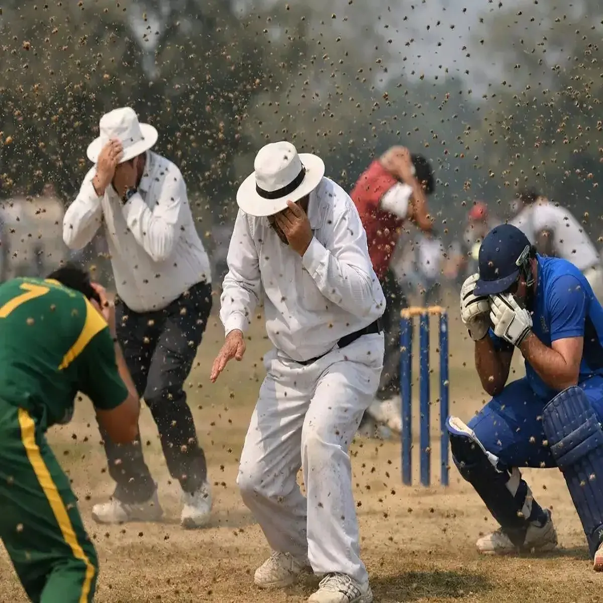 Cricket umpire dies after bee swarm