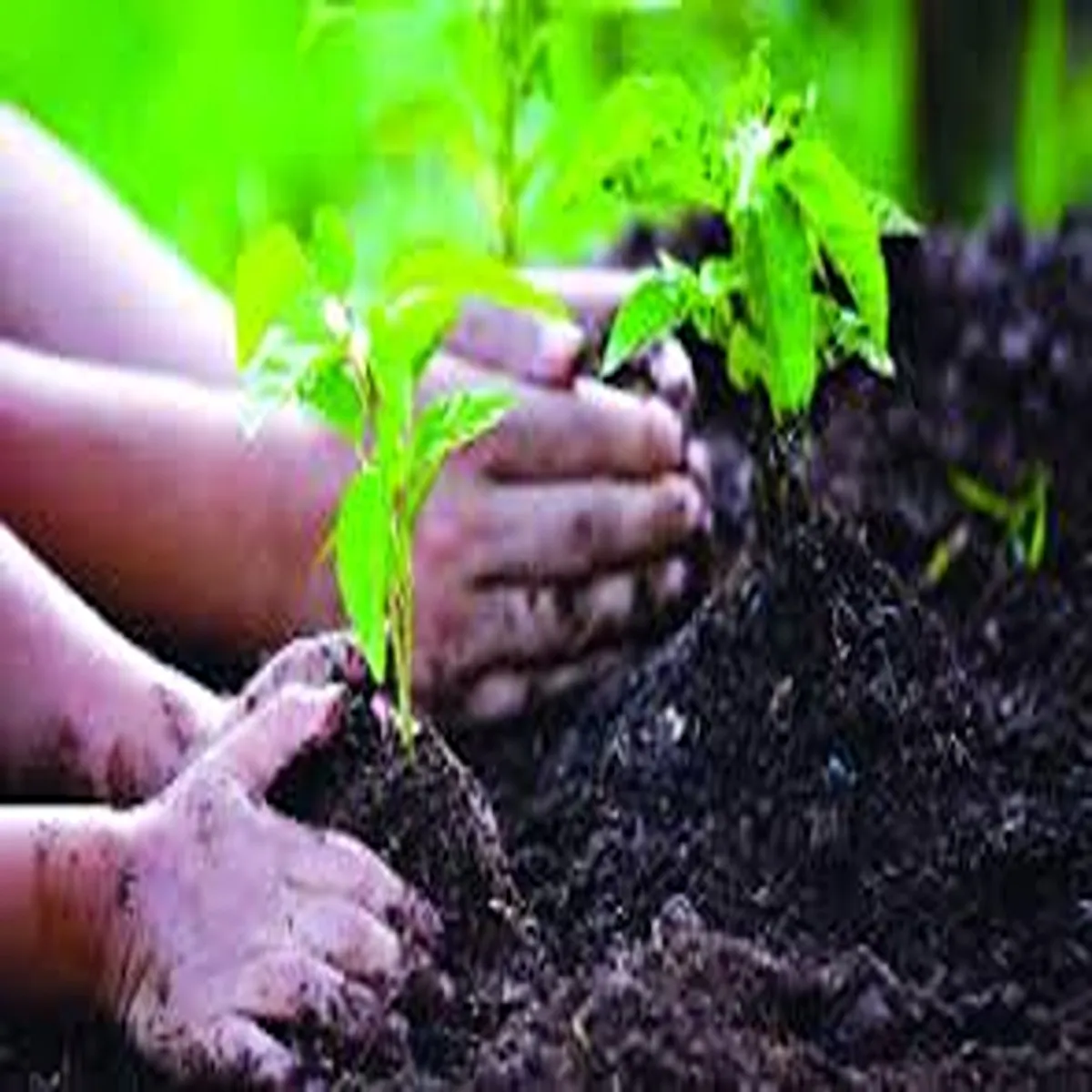 Afforestation delhi plans massive plantation drive