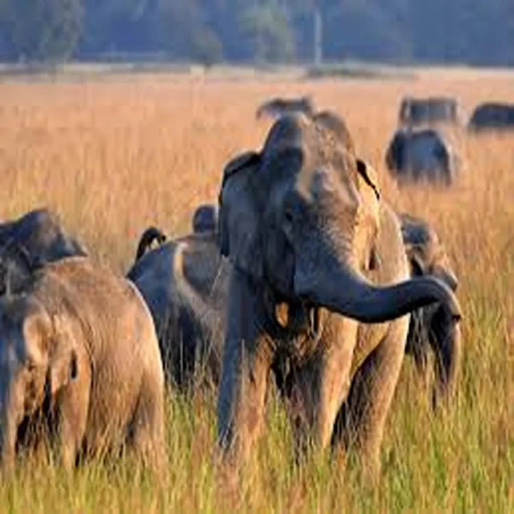 Elephant herd kills family jharkhand