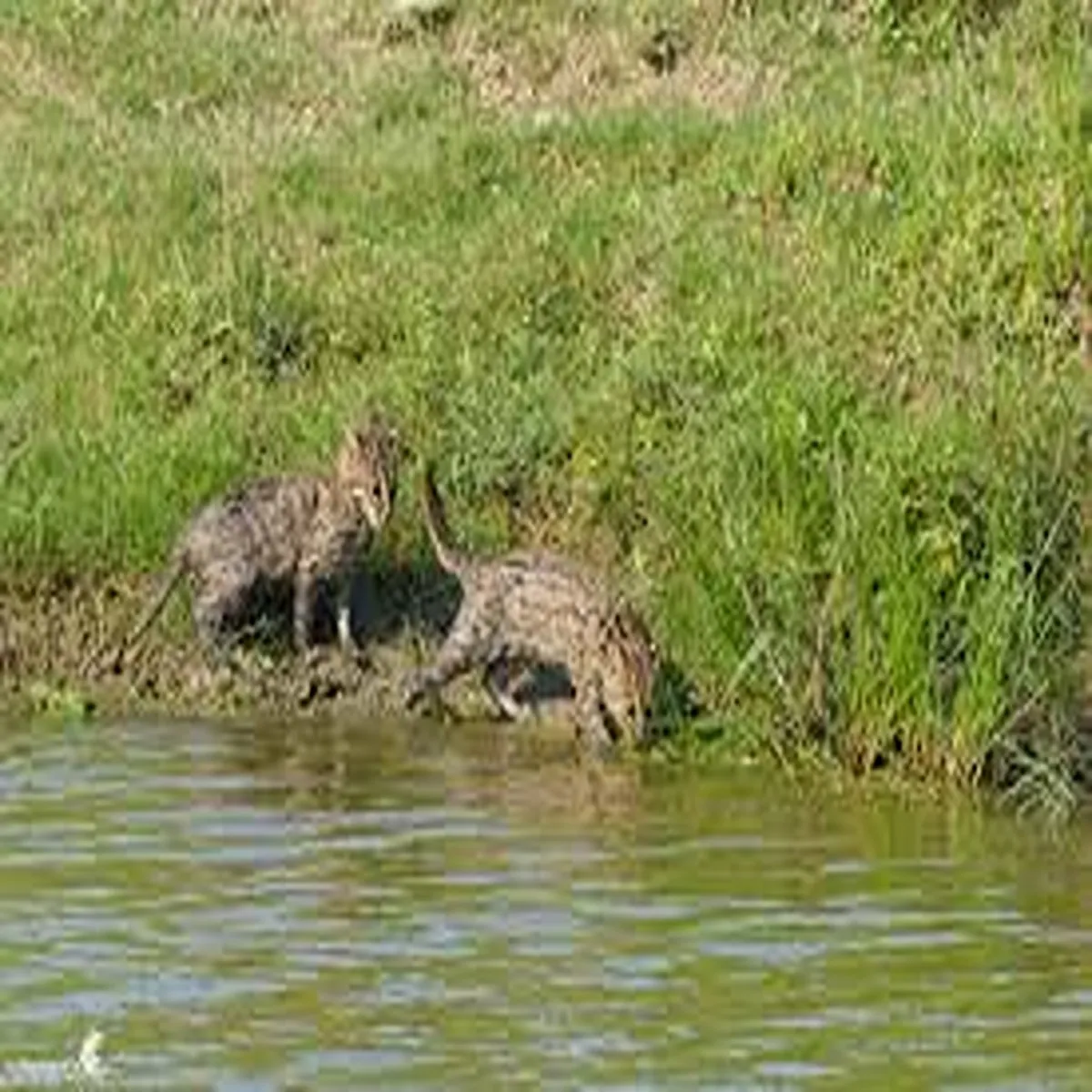 Fishing cat kaziranga study finds strong