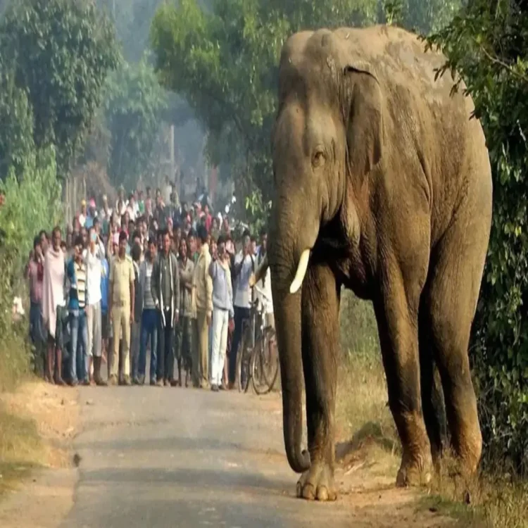 Jharkhand kumki elephant deployment