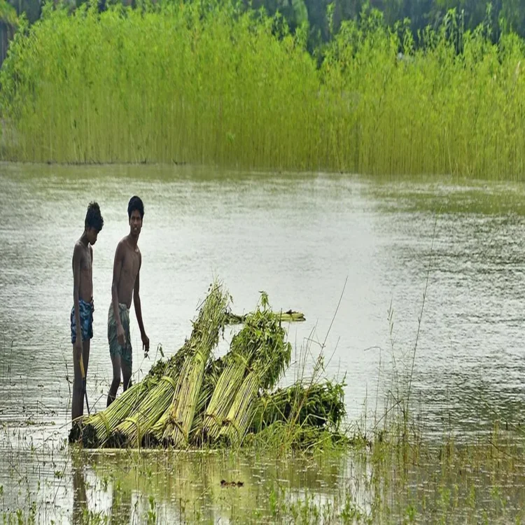 Jute msp hike 2025 27