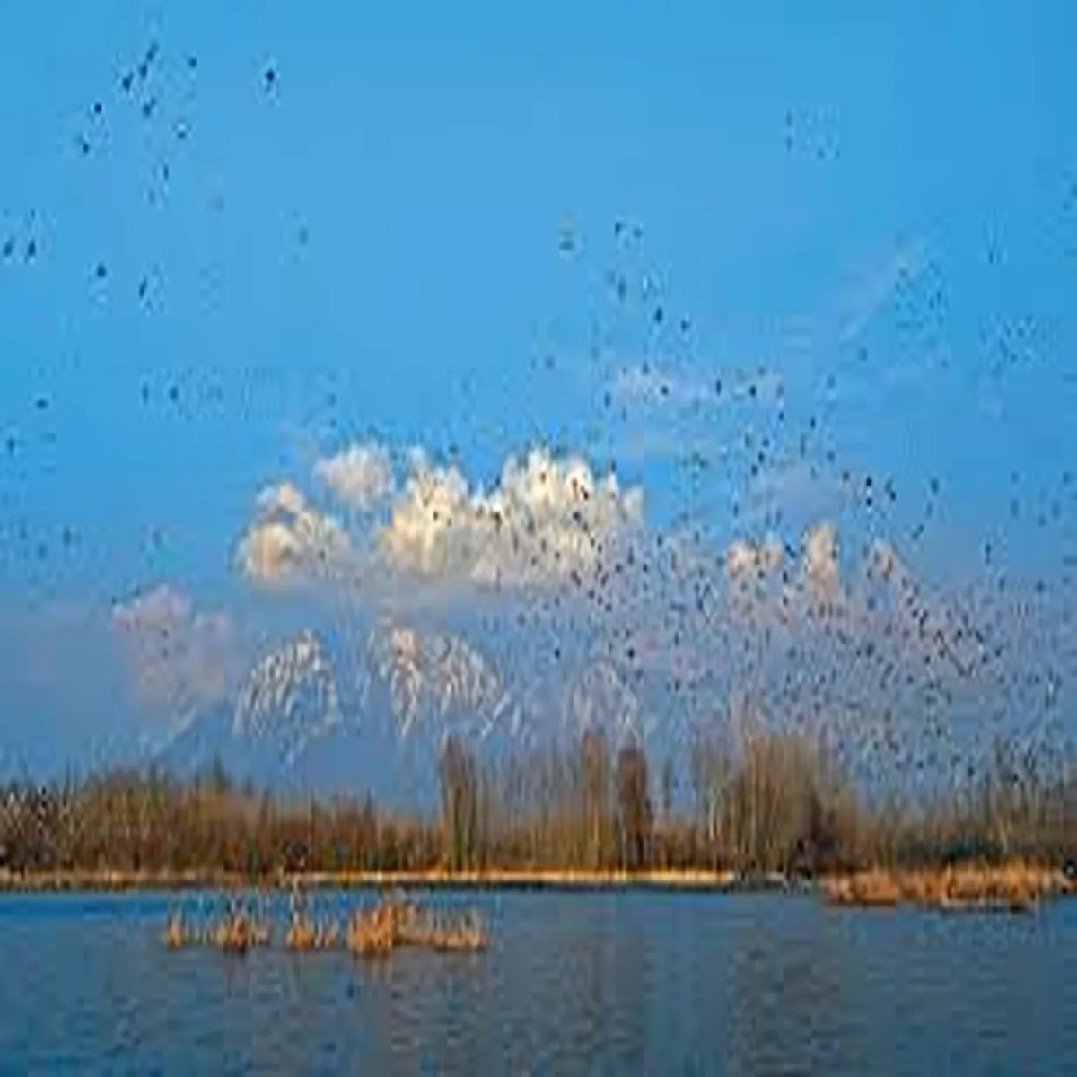 Kashmir winter migratory birds signal growing