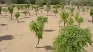 Khejri - – - protests - grow - bikaner - over - large-scale - tree