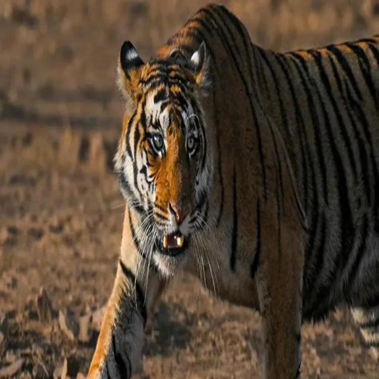 Mp forest telecom data access