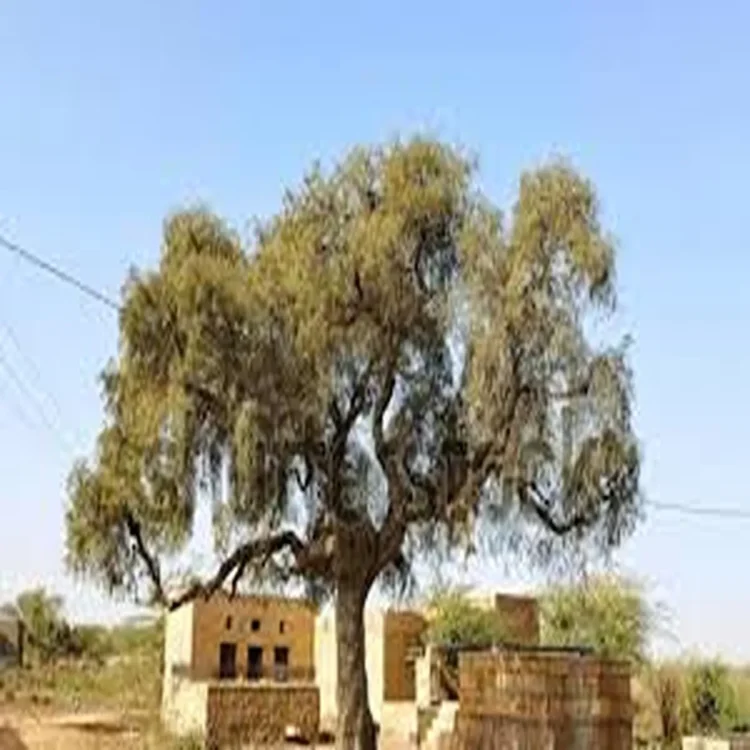 Rajasthan landmark law to protect khejri trees