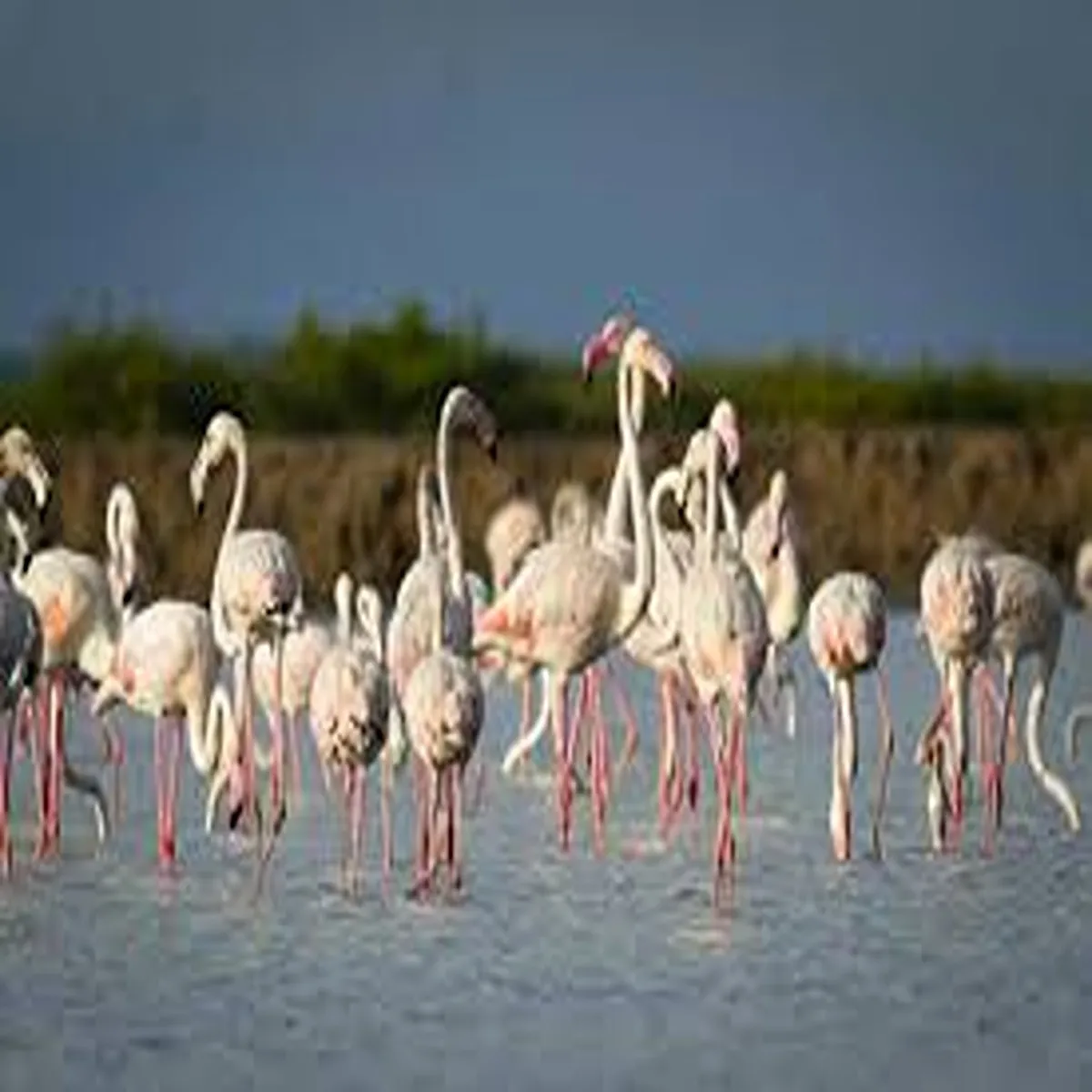 Birdcensus tamil nadu launches statewide two