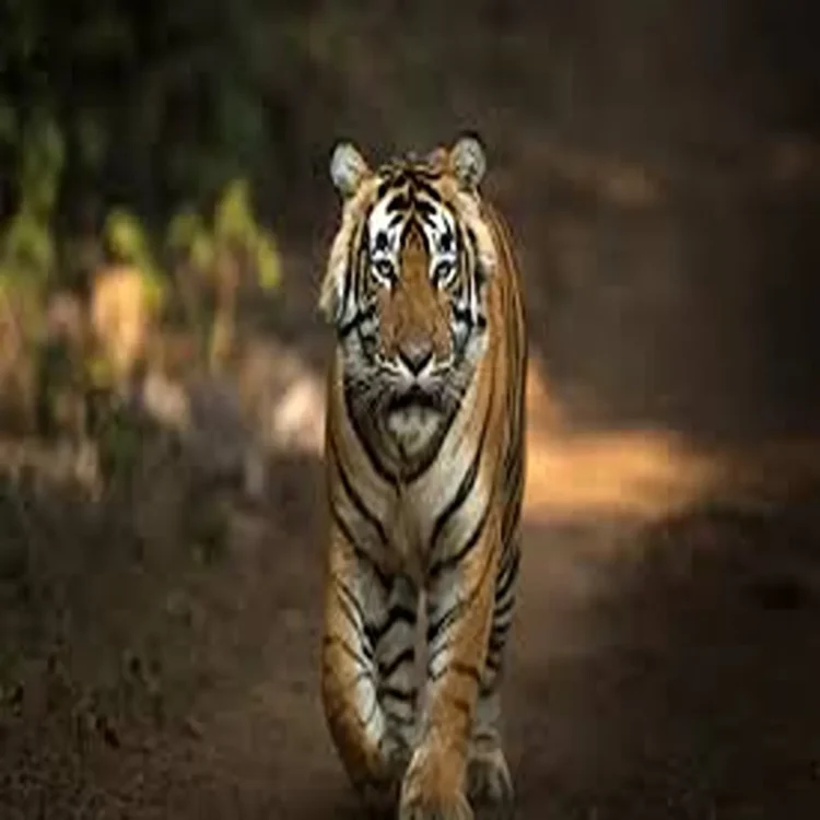 Tiger conservation policy review