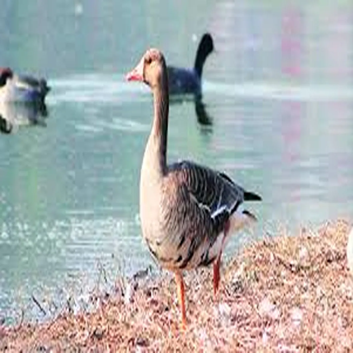 Wildlife rare bar headed goose spotted