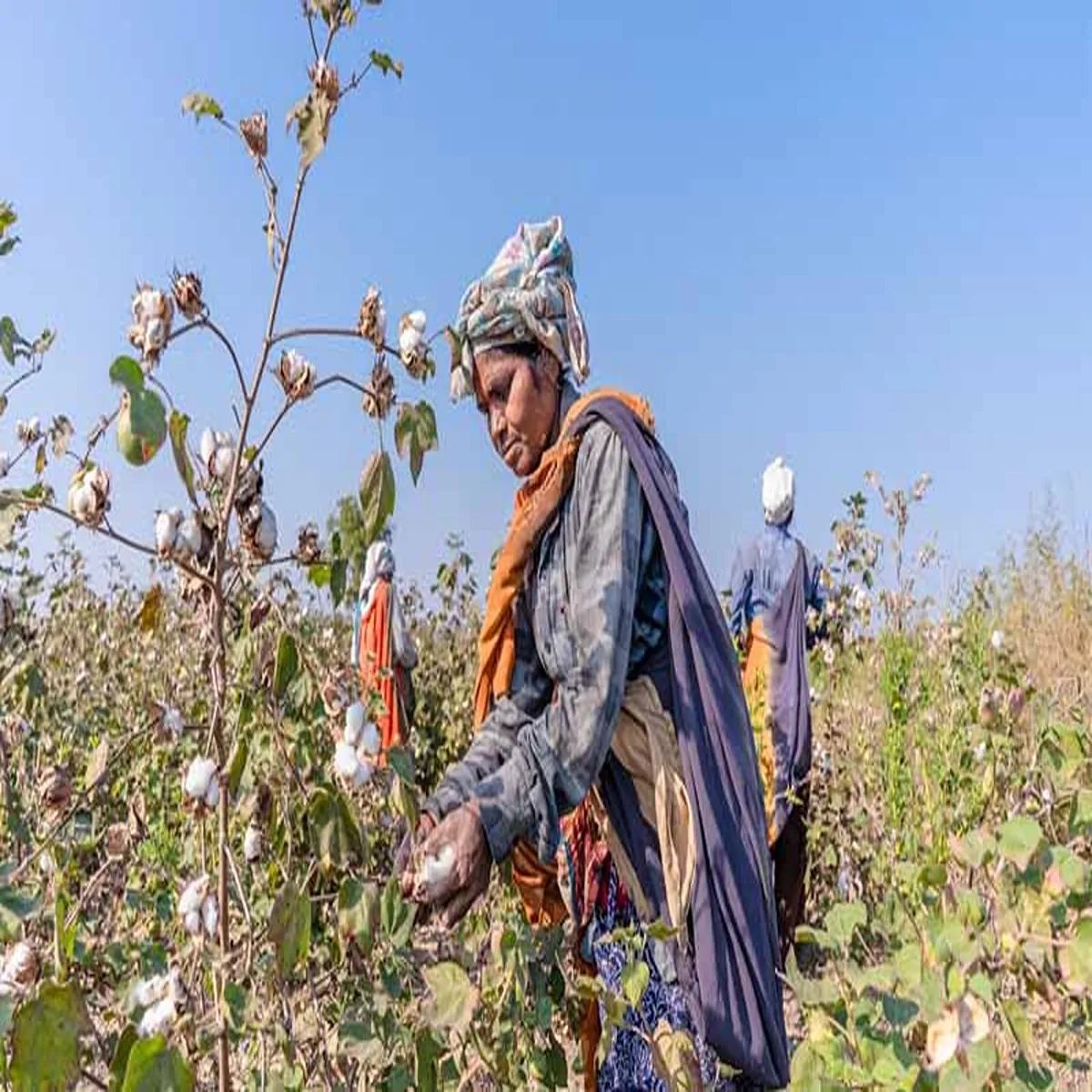 Agriculture cotton sector reform plan faces