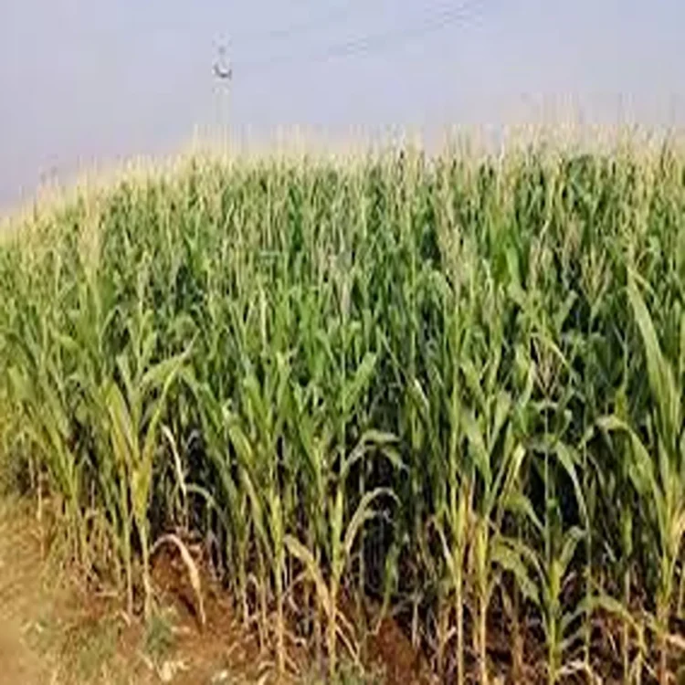 Andhra maize farmers relief