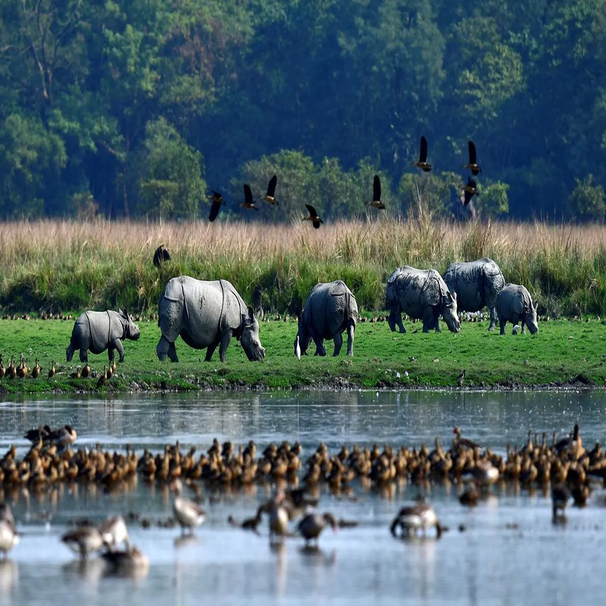 Wildlife assam adjusts pobitora sanctuary boundaries