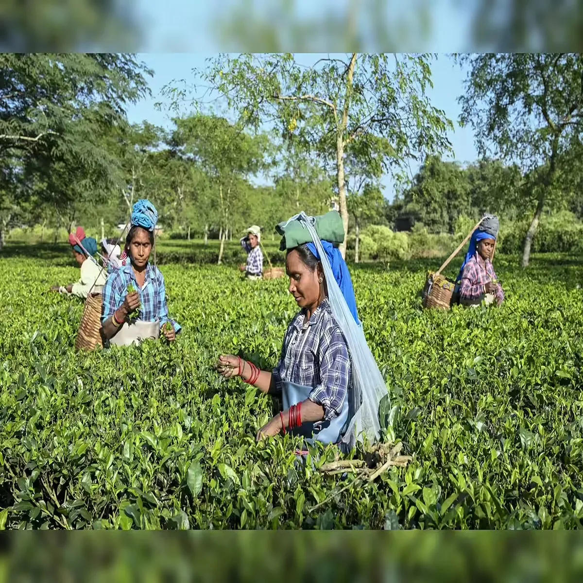 Assamtea land ownership rights finally granted