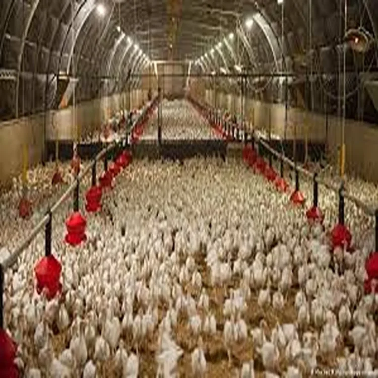 Avian influenza bilaspur poultry outbreak