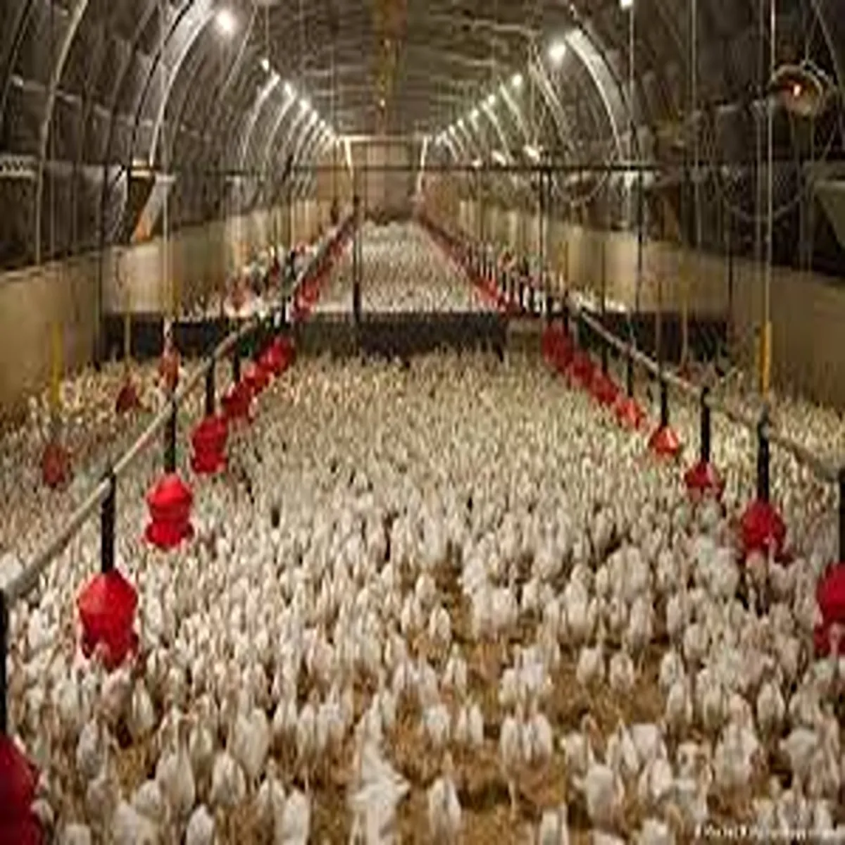 Avianinfluenza thousands chickens die after bird