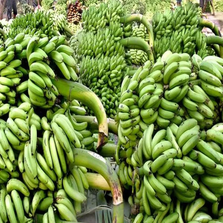 Banana price crash trichy farmers