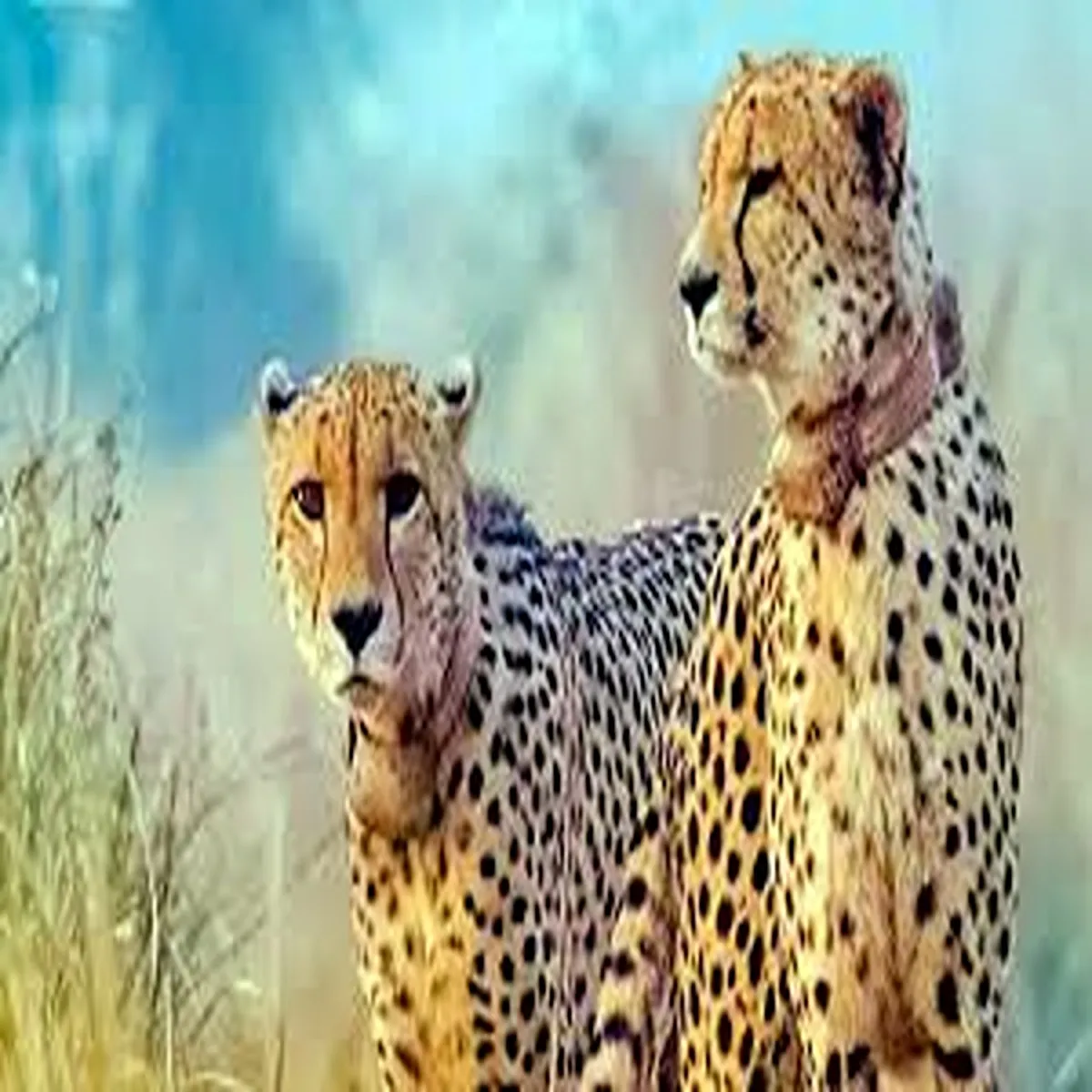 Cheetahs india plans interstate wildlife corridor