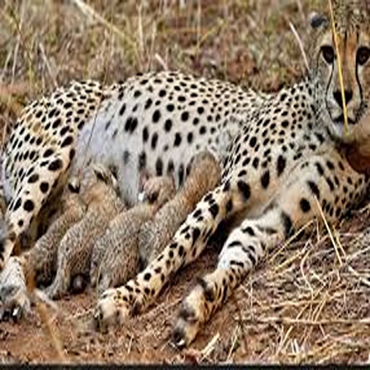 Cheetah india big cat population crosses