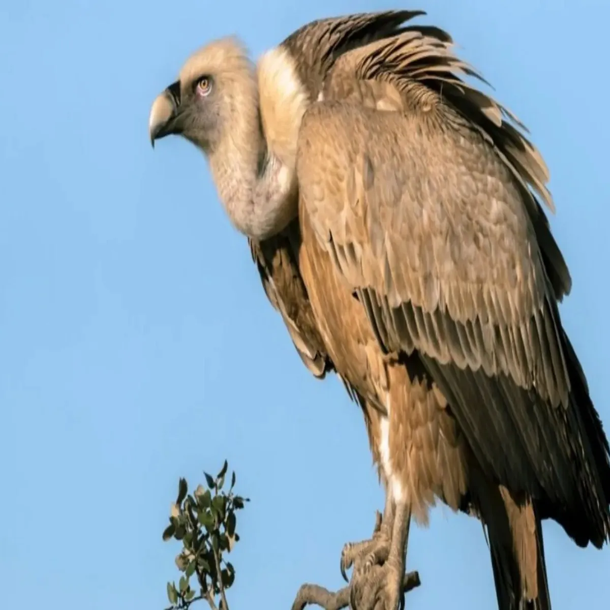 Wildlife india first release rare vultures