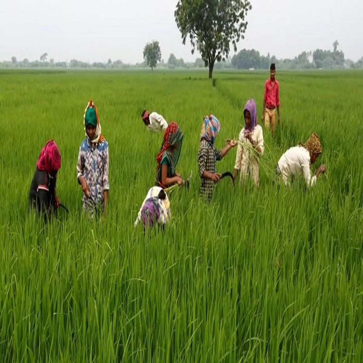 Agriculture farmers federation criticises karnataka budget