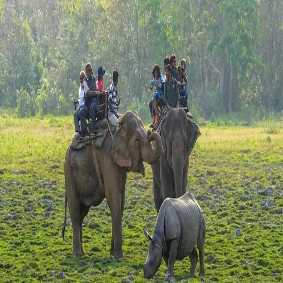 Tourism visitor numbers rise kaziranga amid