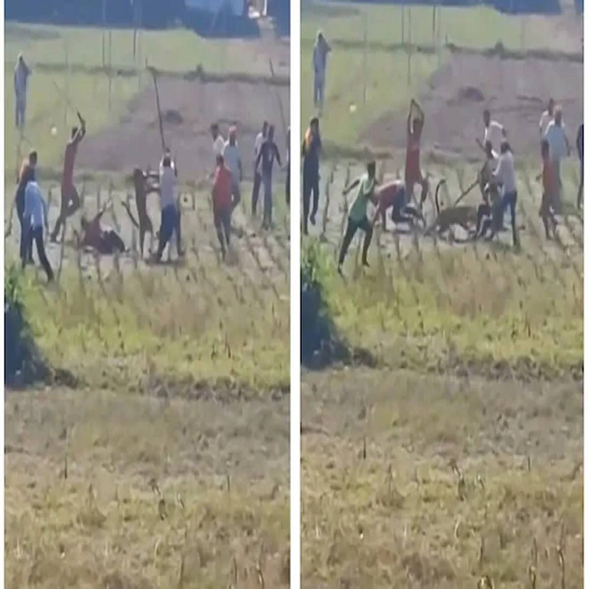 Leopard youth fights off wild cat