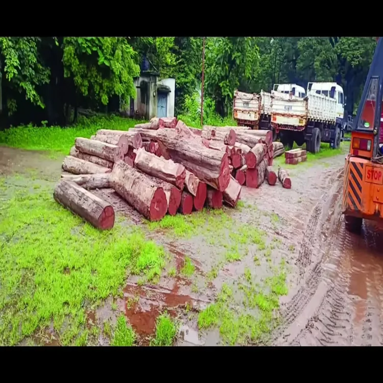 Maharashtra teak smuggling racket news