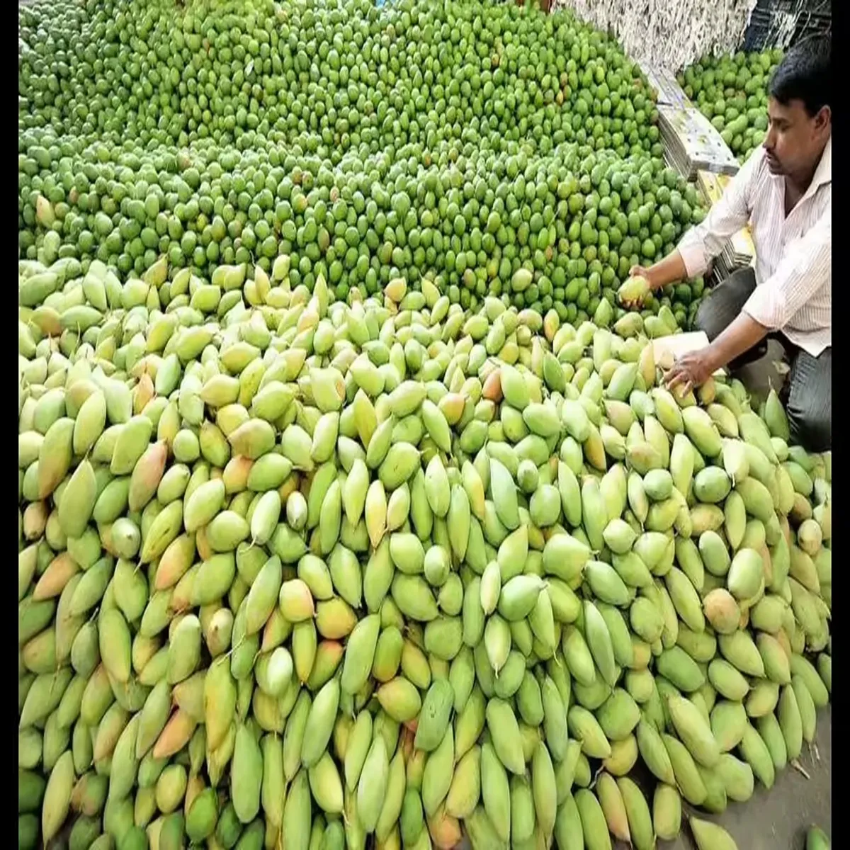 Agriculture mango prices likely surge andhra