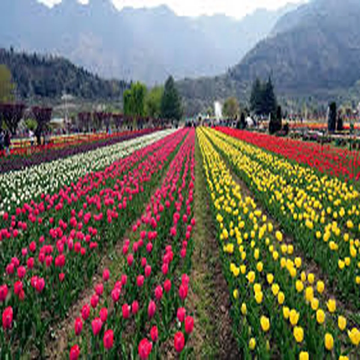 Tourism sanasar tulip garden near jammu