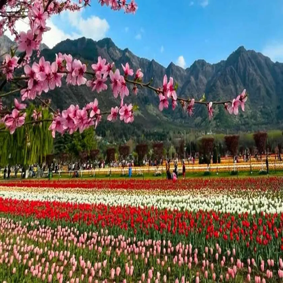 Tulipgarden srinagar tulip garden set open