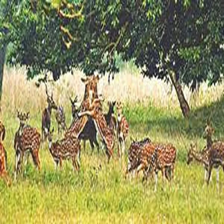 Wildlife tiger deity palamu forest