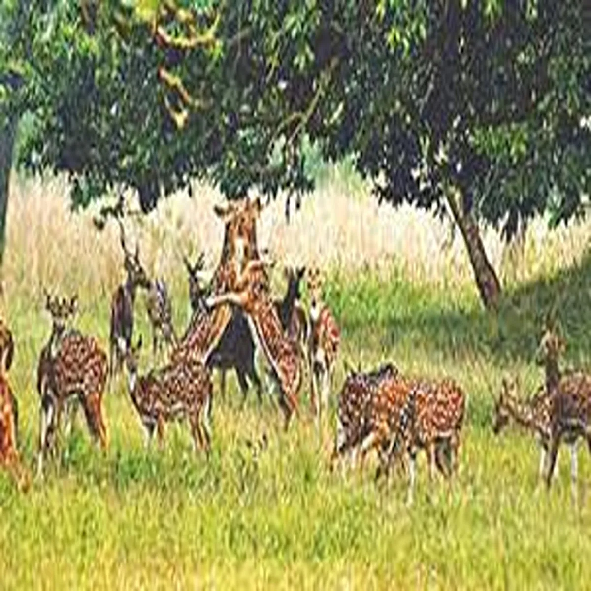 Wildlife community installs tiger deity safeguard