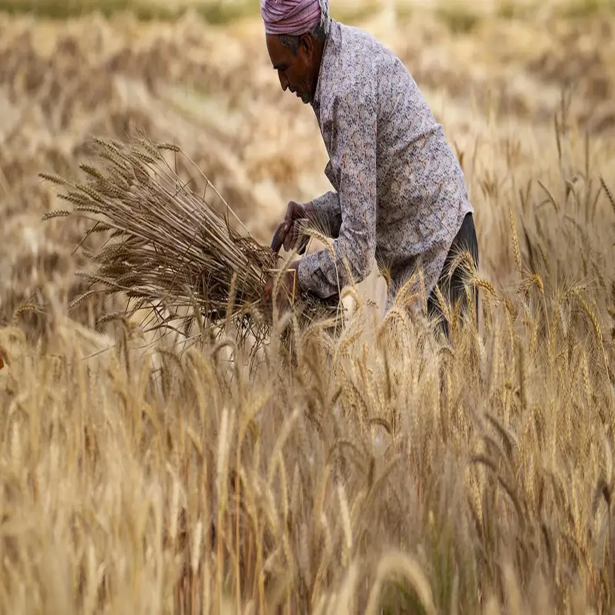 Wheatprocurement government raises wheat purchase target