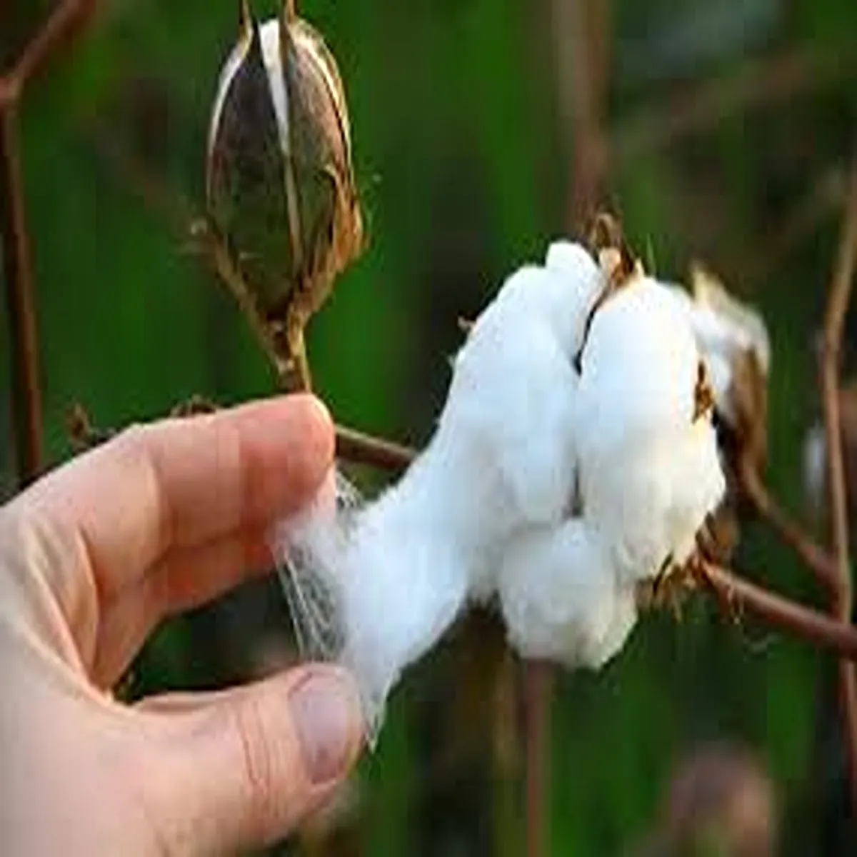 Agriculture government fixes cotton seed price