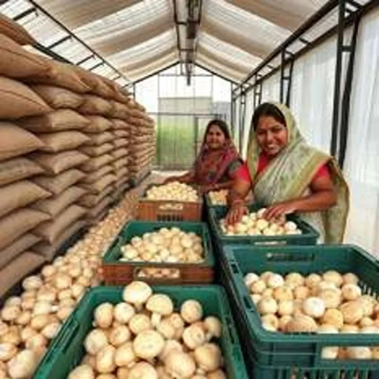Agriculture mushroom farming up