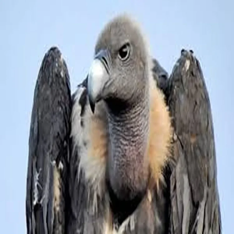 Cross border vulture rescue
