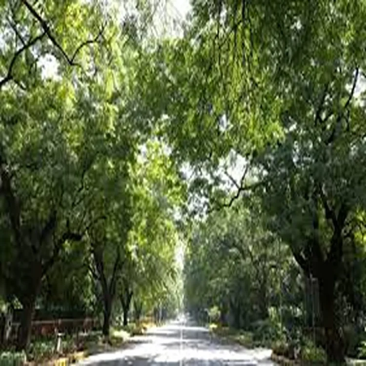 Delhi tree protection sop law