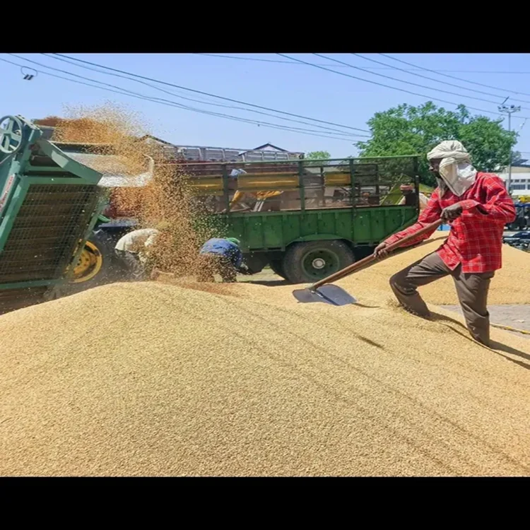Delhi wheat procurement restarts after gap